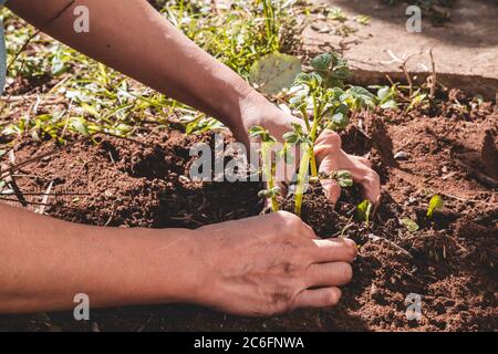 Nahaufnahme einer Frau, die junge Kartoffelpflanze auf einem Gartenbett mulcht. Pflege von landwirtschaftlichen Pflanzen Stockfoto