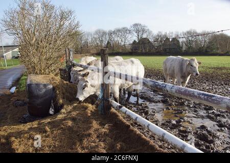 Kühe auf der Wiese im Schlamm hinter einem Zaun, essen aus dem Heu von einem Heuballen. Winter in den Niederlanden. Bergen, Niederlande, Februar Stockfoto