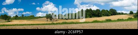 Panoramablick auf landwirtschaftliche Flächen. Weizenfelder und Wälder vor blauem Himmel Hintergrund Stockfoto