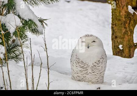 Verschneite Eule, Bubo Scandiacus sitzt auf Schnee Stockfoto