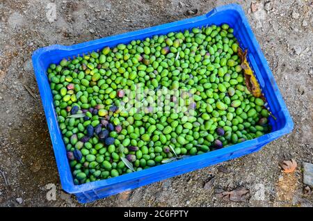 Grüne Oliven werden gepflückt und in einen Korb gelegt. Stockfoto