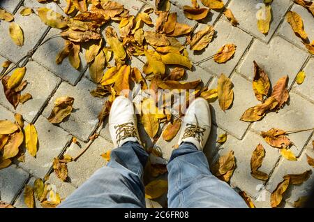 Weiße Schuhe sind auf gelben Blättern. Herbstliches Straßenkonzept Stockfoto