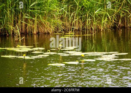 Blick auf einen kleinen Teich mit gelben Seerosen und Schilf am Ufer Stockfoto