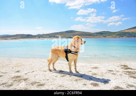 Der Golden Retriever hat Spaß am See Salda, Türkei. Stockfoto