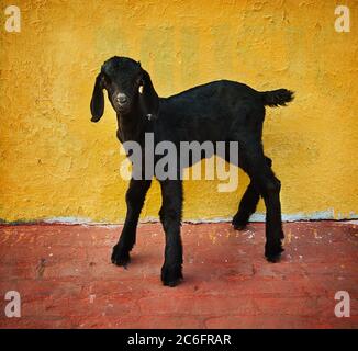 Schwarze Ziege gegen eine gelbe Wand auf den Ghats des Ganges Flusses, Varanasi, Indien Stockfoto