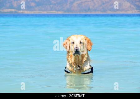 Der Golden Retriever hat Spaß am See Salda, Türkei. Stockfoto