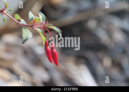 Rote Blumen mit braunem Waldhintergrund. Stockfoto