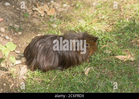 Meerschweinchen, langhaarige Meerschweinchen, die frei im Park in Spanien herumlaufen. Stockfoto