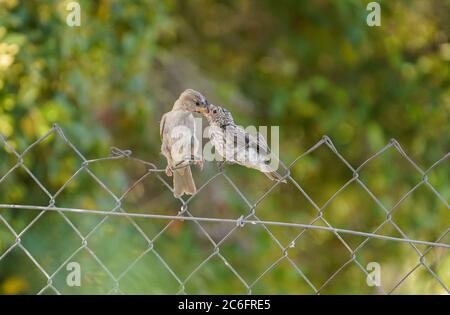 Haussperling füttert einen jungen Fleckschnäpper, der auf einem Zaun thront. Spanien. Stockfoto