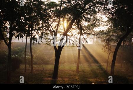 Sonnenlicht scheint durch die Bäume in Agra, Indien Stockfoto