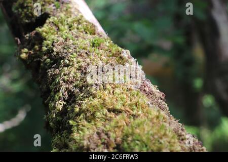 Nahaufnahme von grünem Moos auf einem Ast Stockfoto