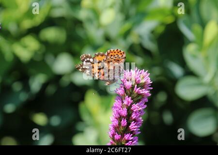 Seitenansicht eines gemalten Lady Butterfly mit Flügeln teilweise offen sitzend auf einer Liatris Blume im Sommer in Wisconsin, USA Stockfoto