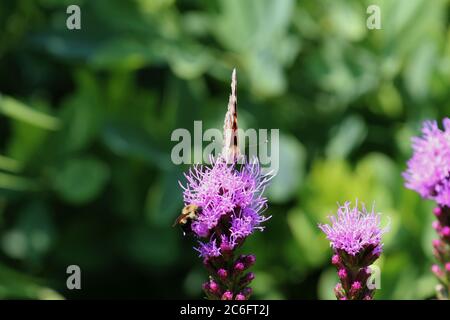 Vorderansicht eines gemalten Lady Butterfly und einer Bumblee auf einer Liatris Blume im Sommer in Wisconsin, USA Stockfoto