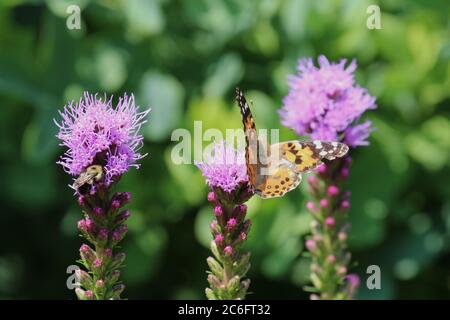 Ein gemalter Lady Butterfly mit offenen Flügeln und eine Bumblee auf Liatris blüht im Sommer in Wisconsin, USA Stockfoto