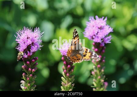 Ein gemalter Lady Butterfly mit offenen Flügeln und eine Bumblee auf Liatris blüht im Sommer in Wisconsin, USA Stockfoto