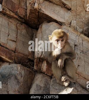 Baby Rhesus Makaken Affe bei Monkey Galta Ji, der Monkey Temple in der Nähe der Pink City, Jaipur, Rajasthan, Indien Stockfoto