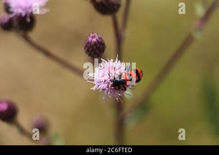 Ein Bienenfresser: Trichodes apiarius Stockfoto