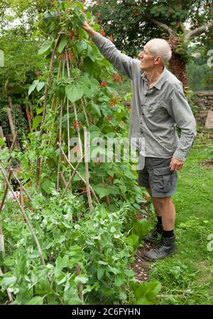 Ältere männliche Gärtner Pflege Läufer Bohnen Stockfoto