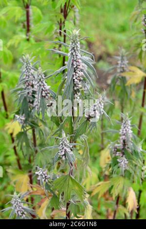 Mutterkraut, Wurfkraut, Löwenohr und Löwenschwanz, echtes Herzgespann, Löwenschwanz oder Herzspannkraut, Leonurus cardiaca, szúrós gyöngyajak Stockfoto