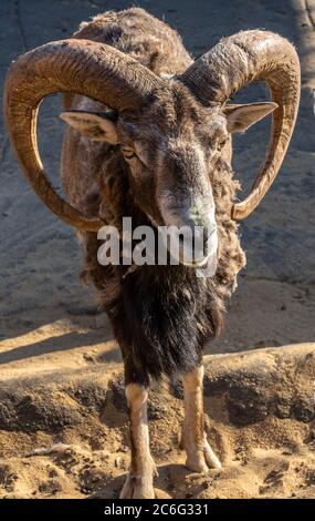 Portrait eines Berg RAM mit großen schönen Hörnern Stockfoto