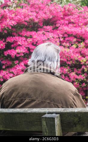 Ein älterer Mann, der auf einer Parkbank sitzt, umgeben von rosa Rhododendronen, in der Isabella Plantation im Richmond Park, London, Großbritannien Stockfoto
