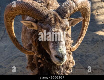 Portrait eines Berg RAM mit großen schönen Hörnern aus der Nähe Stockfoto