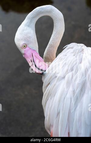 Rosa Flamingo Nahaufnahme auf dem Hintergrund der Wasseroberfläche Stockfoto