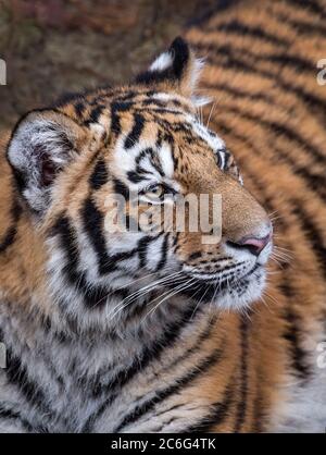 Männlicher Amur (sibirischer) Tiger (Nahaufnahme) Stockfoto