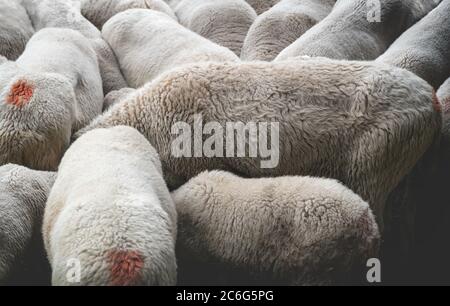 Schafschar mit roten Markierungen auf einem Bauernhof, der die Köpfe zusammenstellt, Österreich Stockfoto