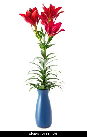 Schöne rote Blumen in Vase isoliert auf weißem Hintergrund Stockfoto