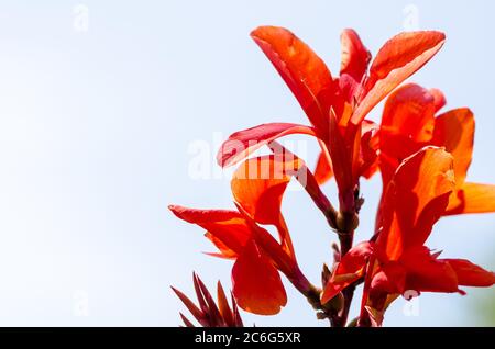 Indian Shot Blume gegen blauen Himmel Stockfoto