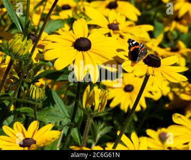 Rudbeckia zieht roten Admiral Schmetterling Stockfoto