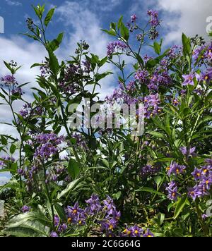 Solanum crispum, die chilenische Kartoffelsorte Stockfoto