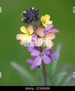 Erysimum cheiri „Chelsea Jacket“ Stockfoto