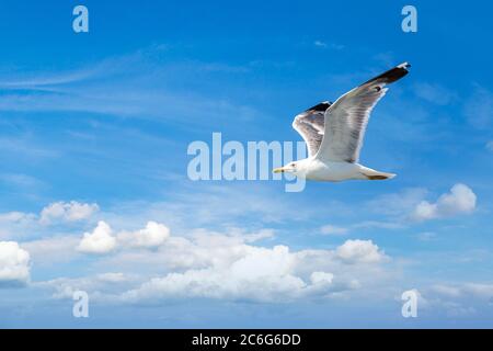 Große Möwe in klarem Himmel an einem Sommertag Stockfoto