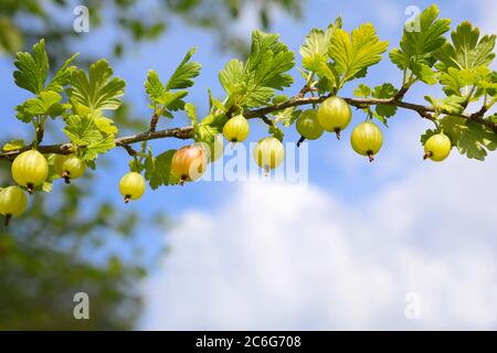 Frische grüne Stachelbeeren auf einem Ast mit blauem Himmel im Hintergrund mit Platz für Ihren Text. Selektiver Fokus. Stockfoto