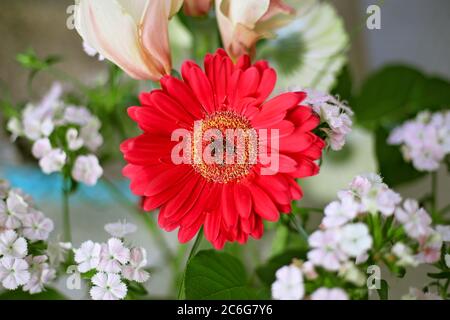 Rote Gerbera Gänseblümchen in einem gemischten Blumenstrauß Stockfoto