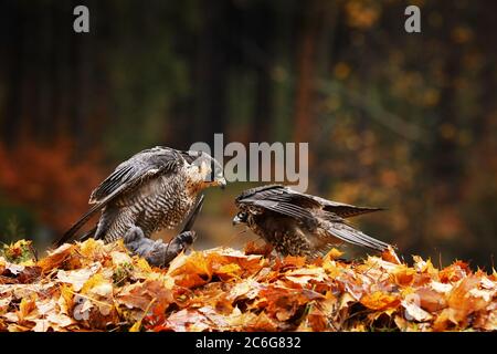 Paar Goshawk, Accipiter gentilis, Fütterung auf getöteten Kidgeon im Wald Stockfoto