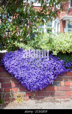 Campanula oder Glockenblume, die im Sommer über eine Gartenmauer führt. Eine mehrjährige Pflanze, die voll winterhart ist. Stockfoto