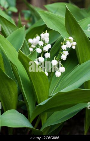 Convallaria majalis Maiglöckchen Diese immergrüne Pflanze kann für Bodenbedeckung verwendet werden oder in einem schattigen Rand angebaut werden Sie ist vollkommen winterhart Stockfoto