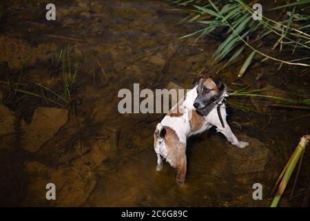 Nass und schmutzig Hund steht im Fluss, Tier ist nass und sieht nicht gut gepflegt Stockfoto