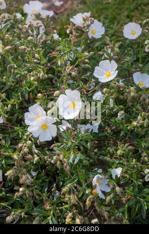 X Halimiocistus sahucii ein ausbreitender Strauch mit weißen Blüten im Sommer eine immergrüne hybride Staude, die volle Sonne mag und voll winterhart ist Stockfoto