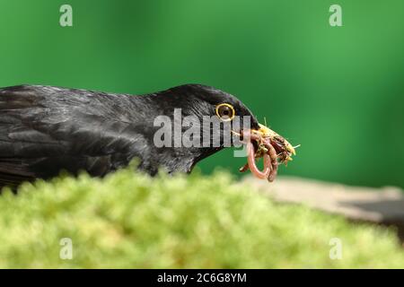 Amsel oder (Turdus merula), Männchen mit Erdwurmsen (Lumbricidae) im Schnabel, Wilden, Nordrhein-Westfalen, Deutschland Stockfoto