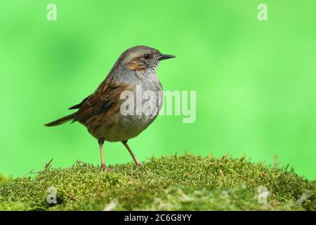 Dunnock (Prunella modularis), sitzend auf dem Boden, Siegerland, Nordrhein-Westfalen, Deutschland Stockfoto