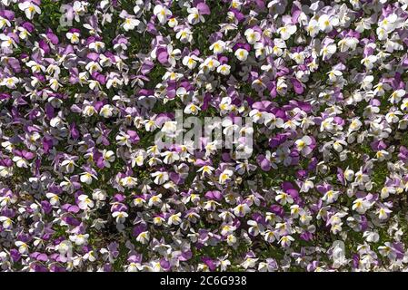Hornhutpfannsig (Viola cornuta), Blumenmeer, Bayern, Deutschland Stockfoto