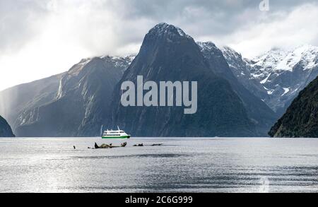 Touristenboot fährt durch Milford Sound, im hinteren Berggipfel der Löwe, Southland, Südinsel, Neuseeland Stockfoto