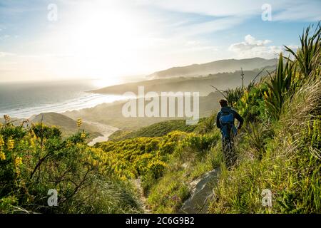 Junger Mann mit Blick auf eine Bucht, gelbe Lupinen (Lupinus luteus) auf Sanddünen, Blick auf Sandstrand an der Küste, Sandfly Bay, Dunedin, Otago, Otago Stockfoto