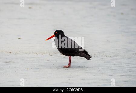 Variable Austernfischer (Haematopus unicolor) befindet sich am Strand, Sandfly Bay, Otago, Südinsel, Neuseeland Stockfoto