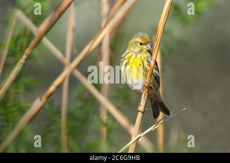 Europäische Serin (Carduelis chloris), weiblich, auf einem Ast sitzend, Schwaz, Tirol, Österreich Stockfoto