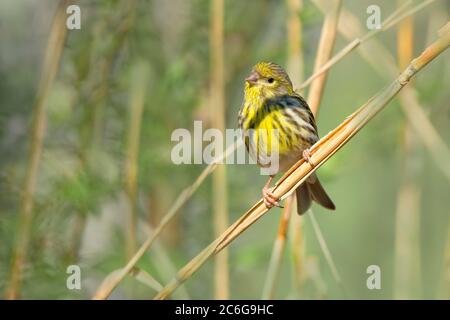 Europäische Serin (Carduelis chloris), weiblich, auf einem Ast sitzend, Schwaz, Tirol, Österreich Stockfoto